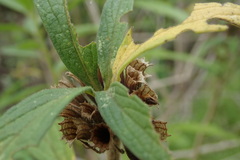 Leonotis leonurus