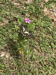 Papilio demoleus