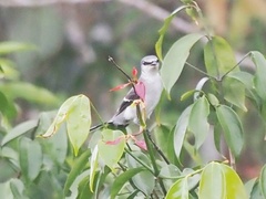 Pericrocotus divaricatus