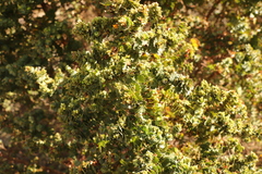 Cliffortia reniformis