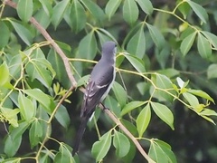 Pericrocotus divaricatus