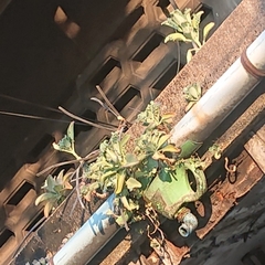 Kalanchoe laetivirens
