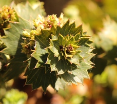 Cliffortia reniformis