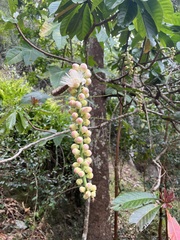 Barringtonia neocaledonica