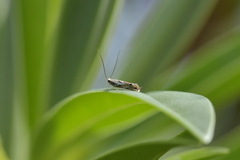 Erechthias decoranda