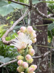 Barringtonia neocaledonica