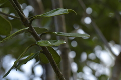 Erechthias decoranda