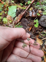Oxalis magellanica