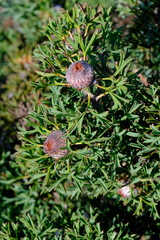 Isopogon dubius