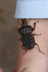 Ryssonotus nebulosus