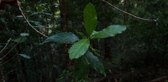Claoxylon australe