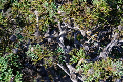 Isopogon dubius