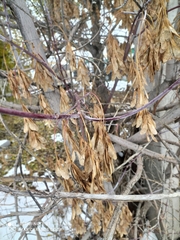 Acer negundo