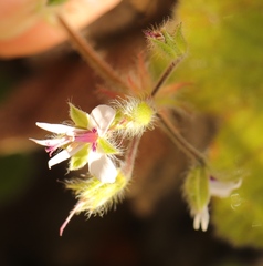 Pelargonium tomentosum
