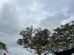 Lepidocupania arcuata