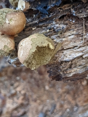 Apioperdon pyriforme