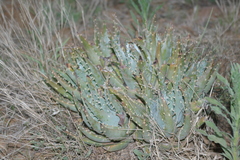 Aloe longistyla