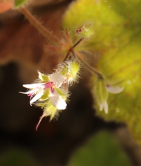 Pelargonium tomentosum