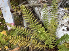 Dryopteris filix-mas
