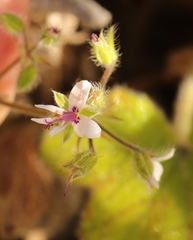 Pelargonium tomentosum