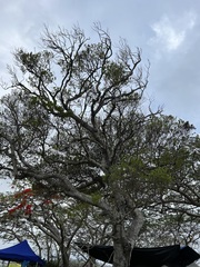 Lepidocupania arcuata