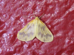 Eubaphe mendica