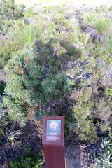 Isopogon dubius