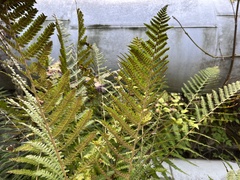 Dryopteris filix-mas