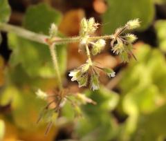 Pelargonium tomentosum