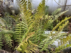 Dryopteris filix-mas
