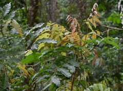 Cupaniopsis foveolata