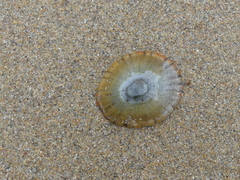 Cellana tramoserica