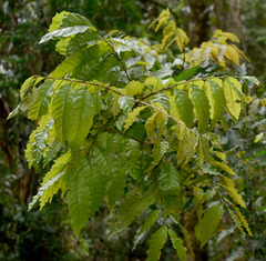 Cupaniopsis foveolata