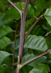 Cupaniopsis foveolata