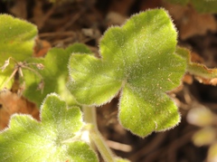 Pelargonium tomentosum