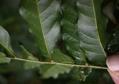 Cupaniopsis foveolata