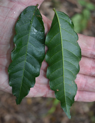 Cupaniopsis foveolata