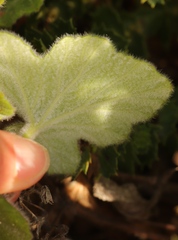 Pelargonium tomentosum
