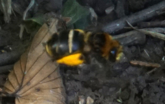 Svastra obliqua obliqua