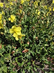 Helianthemum canariense