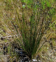 Juncus kraussii