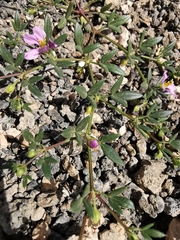 Fagonia cretica