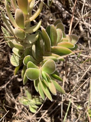 Crassula ciliata