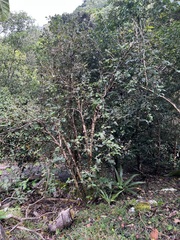 Eugenia bullata