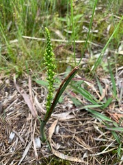 Microtis parviflora