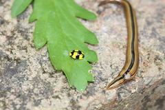 Australopacifica regina