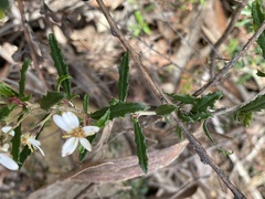 Olearia erubescens