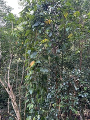 Eugenia bullata
