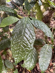 Eugenia bullata