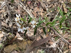 Olearia erubescens